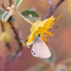 Double-spotted Line Blue Butterfly (Nacaduba biocellata) feeding on a yellow flower