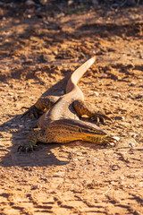 A large greenish-gray Australian lizard with uniform ringed small yellow spots all over its body commonly known as a Sand Goanna or Sand Monitor (Varanus gouldii)