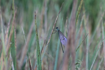 Close up photo of dragonfly