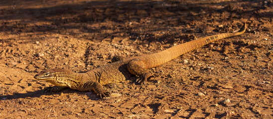 A large greenish-gray Australian lizard with uniform ringed small yellow spots all over its body...