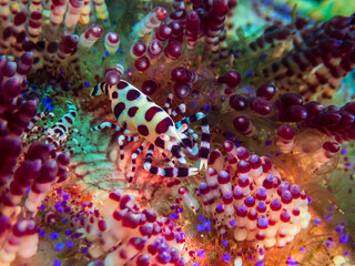 Obraz na płótnie Canvas A pair of Coleman’s Urchin Shrimp (Periclimenes colemani) on fire urchin (Asthenosoma varium) at Little Lembeh II dive site in Sogod Bay, Southern Leyte, Philippines. Underwater photography.