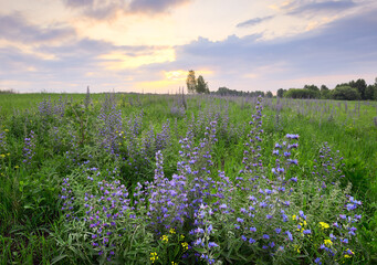 Summer meadow in the morning