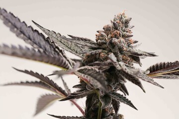 Top Cola shot of dark cannabis plant on white background