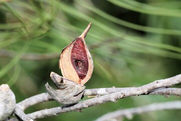 Open fruit of Bird Beak Hakea (Hakea orthorrhyncha) showing seed, South Australia