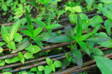 leaves with the iron