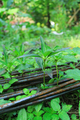 leaves with the iron