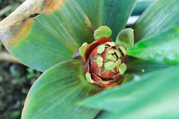 close up of a flower