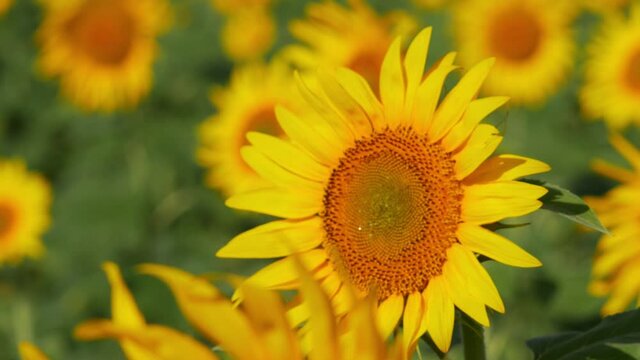 Close view of sunflower facing sun, Sunflower footage