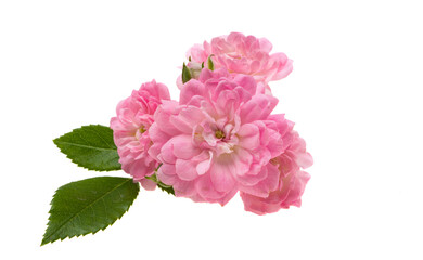 small pink rose isolated