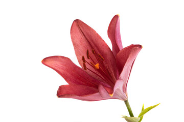 red lily flower isolated