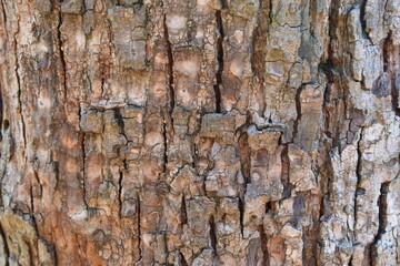Wood Tree bark Texture Background Pattern