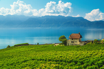 Spectacular vineyards on the shore of the lake Geneva, Switzerland