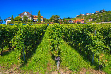 Fototapeta na wymiar Beautiful terraced vineyards near Rivaz village, Switzerland