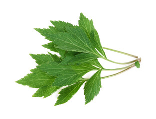 white mugwort plant (Artemisia lactiflora) isolated on white background