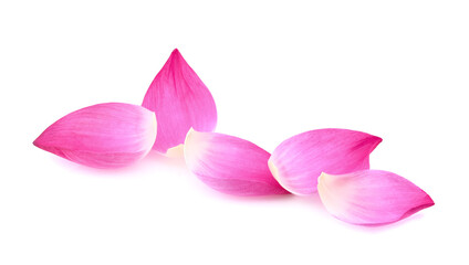 lotus petal isolate on white background