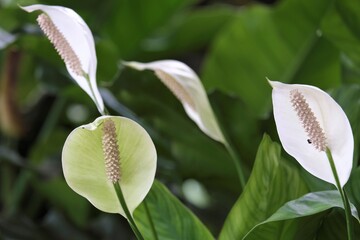 Flamingo lily is a common name for several species of Anthurium 