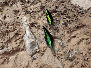 Rajah Brooke birdwing butterfly's on the salt lick area and this butterfly was protected under Wild Life Protection Ordinance in Sarawak, Malaysia