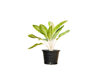 Spotted plants in pots for gardening, home decoration, air purification, interior decoration, and clipping path
