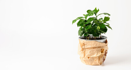 coffee tree in a pot, grow at home, banner, white background