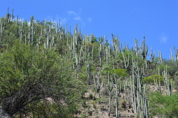 Reserva de la Biósfera Tehuacán - Cuicatlán