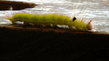 Full body of the green caterpillar