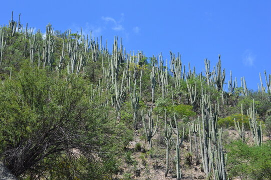 Reserva de la Bi&oacute;sfera Tehuac&aacute;n - Cuicatl&aacute;n