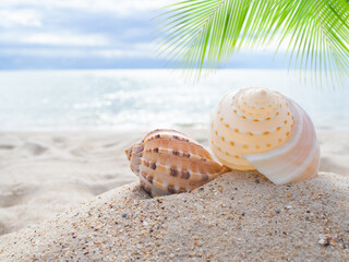 Conch Sea shell on pile sand beach with leaves palm at coast on blur bokeh blue sea and blue sky in light days. island Koh Larn in thailand nature outdoor. tourist vacation tropical summer holidays.