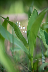 Lily of the valley, blooming in the spring forest, close-up