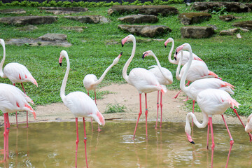 Flocks of flamingos standing in different poses by the pond.