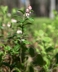 Macro photo of lingonberry shrub with cluster of beautiful pink flower buds