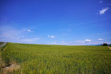 Fototapeta premium 小麦畑にダイブしたい
