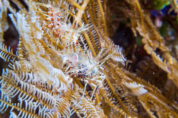 Spiny Tiger shrimp (Phyllognathia ceratophthalma) during a night dive at Padre Burgos Pier in Sogod Bay, Southern Leyte, Philippines.  Underwater photography and travel.