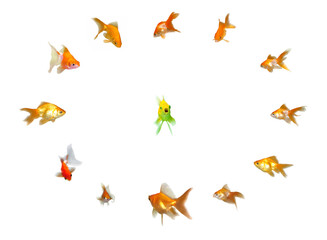 Goldfishes Set - Leadership