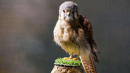 bird of prey