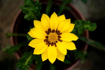 A yellow flower in a pot. Close-up, top view.