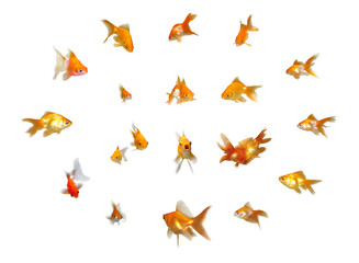 Obraz premium Friendly Goldfishes Set