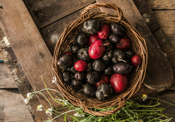 Homegrown organic raw purple Vitelotte potato in half close up