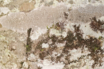 The texture of the bark of a beech tree, with small patches of moss and lichen.