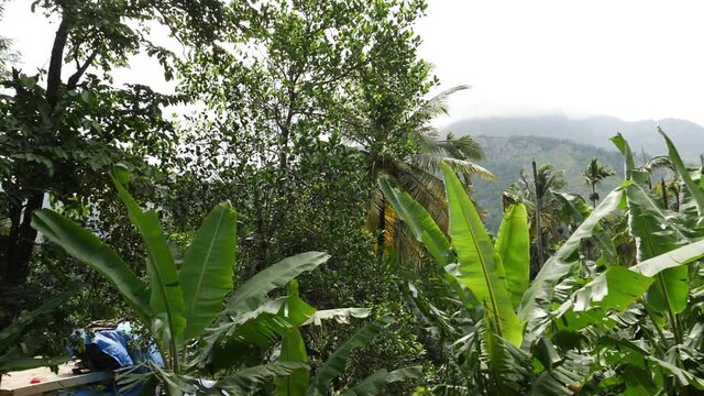 View of banana trees in the forest