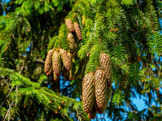 Spruce tree branch with green cones against the blue sky. Coniferous forest. Spruce cones. Coniferous needles. Branch of a tree. Blue sky. White cumulus clouds. Natural landscape. Sunlight.
