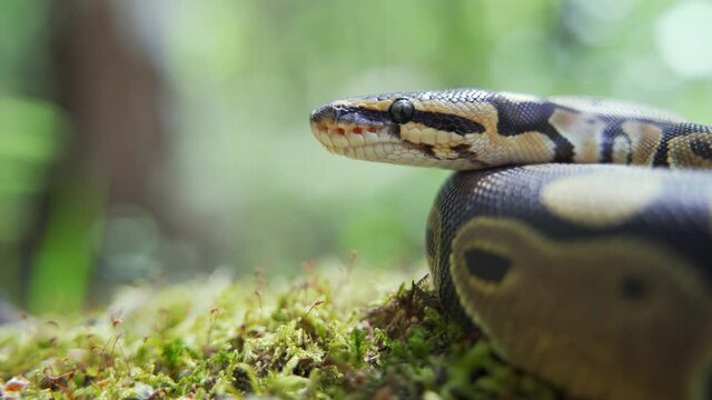 Snake in the forest close-up. The calm boa constrictor rests on the cool ground among the green grass. Blurred background, 4K UHD.