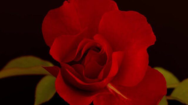 Timelapse of opening of red rose flower on black background..