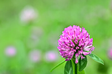 アカツメグサ(Red clover)