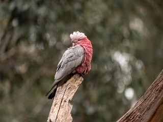 Galah Head Turned