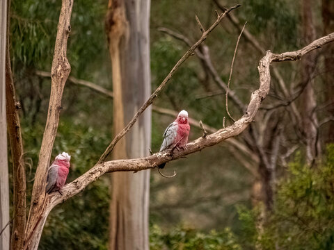 Two Galahs Side On