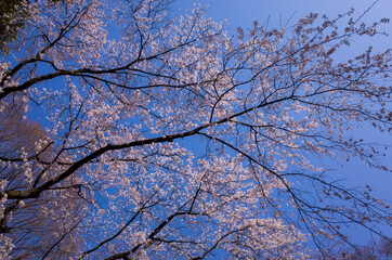 cherry blossom against sky