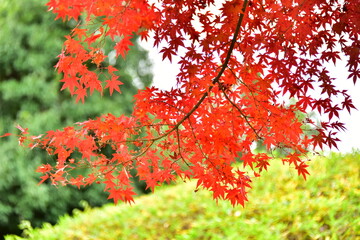紅葉と緑の風景