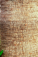 palm macro close up pool trunk background