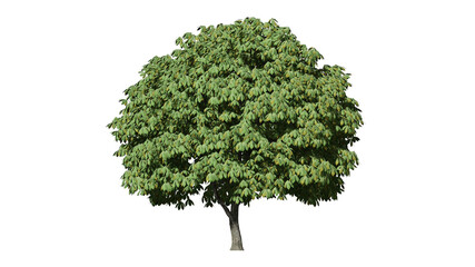 Beautiful 3D green tree isolated on white background