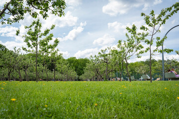 Lawn in a city park in good weather.